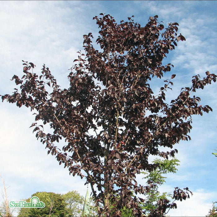 Prunus cerasifera 'Nigra' Solitär Kl 250-300cm