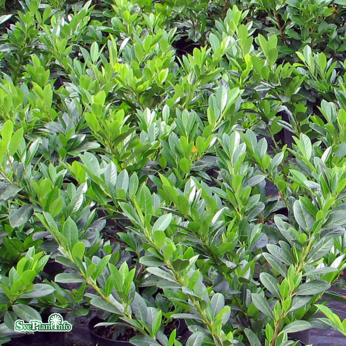 Prunus laurocerasus 'Mano' 30-40 Co