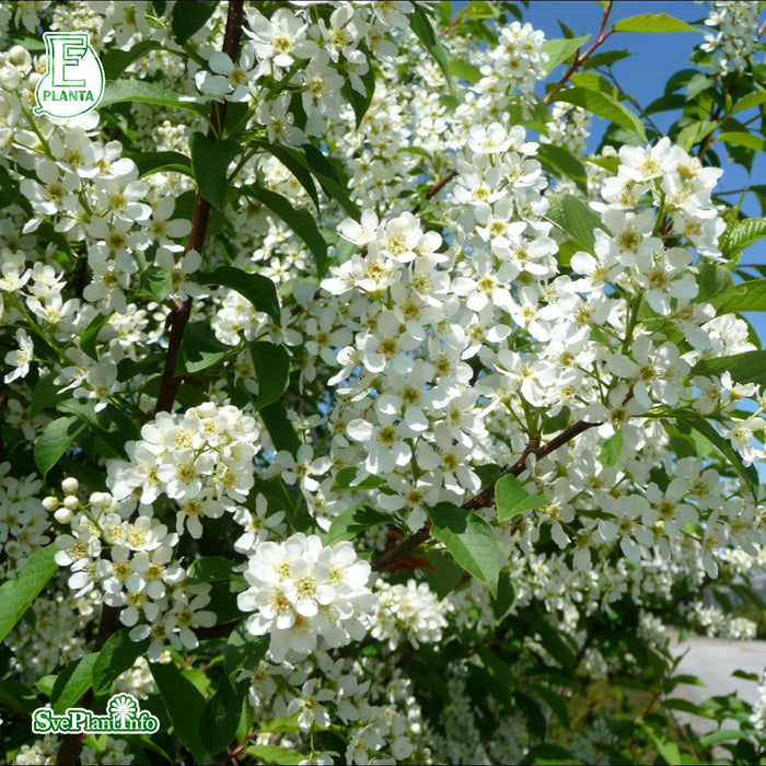 Prunus padus Fk Ultuna E Ungträd  150-200 Co