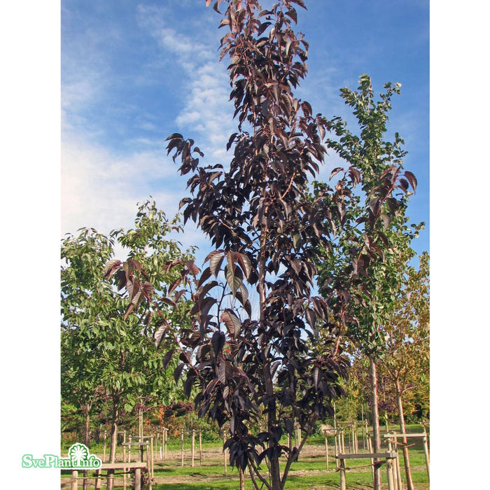 Prunus serrulata 'Royal Burgundy' Stam C10 120cm