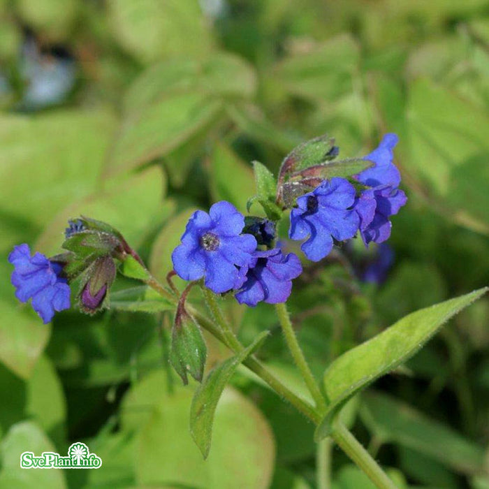 Pulmonaria angustifolia 'Blue Ensign' A-kval