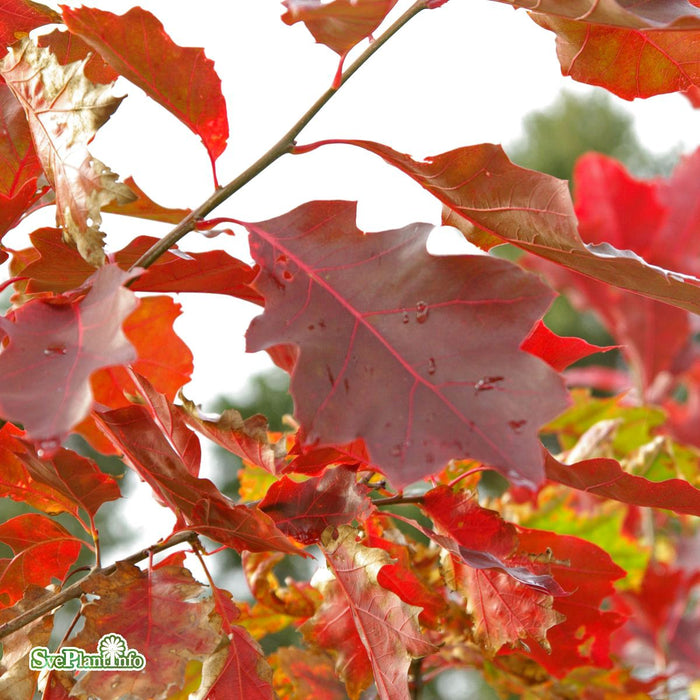 Quercus rubra E Ungträd 150-200cm Co