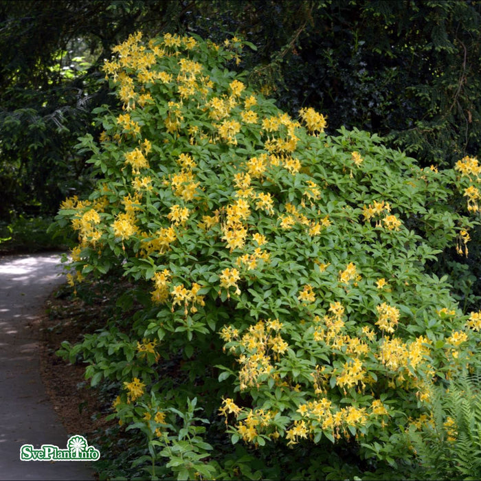 Rhododendron luteum 30-40 Co