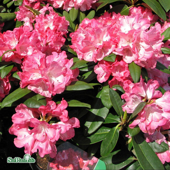 Rhododendron (Yakush.) 'Anuschka' Busk C5