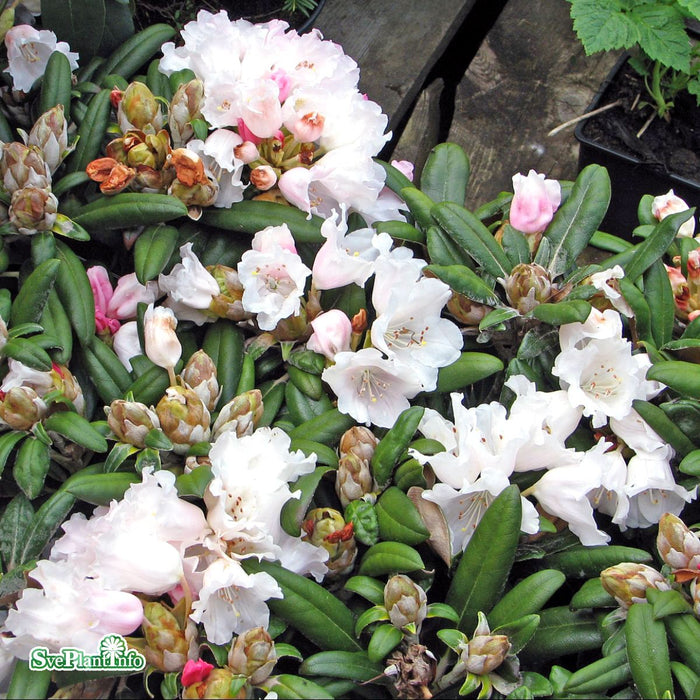 Rhododendron (Yakush.) 'Edelweiss' Busk C6 30-40cm