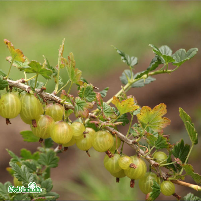 Ribes (Grossularia) 'Jacob' C3,5