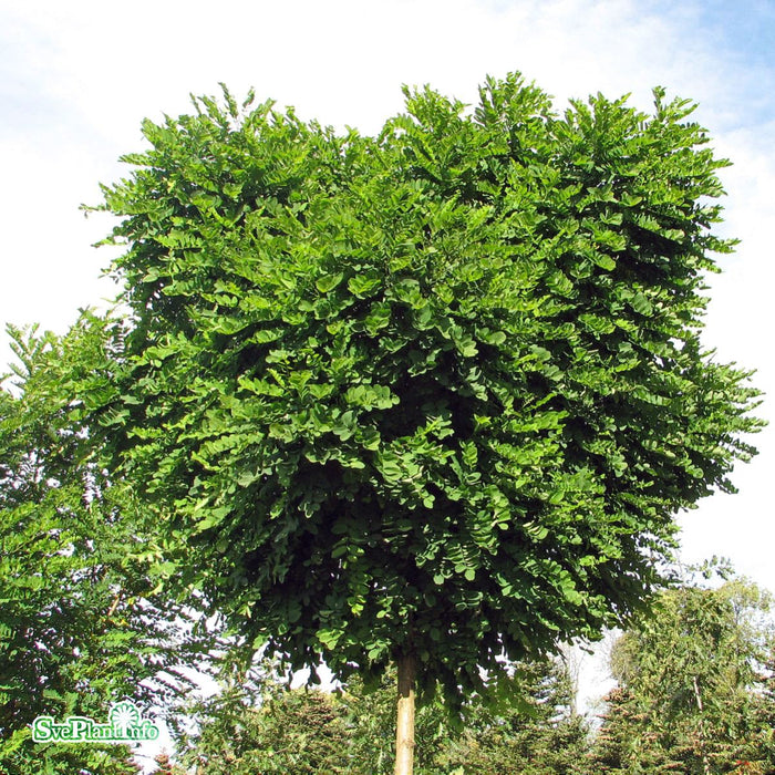 Robinia pseudoacacia 'Umbraculifera' Stam C20 150cm