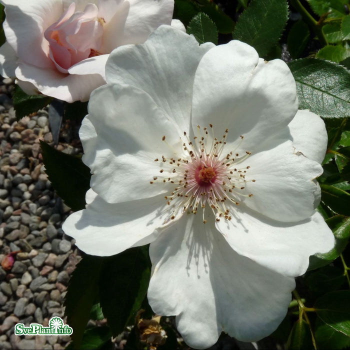 Rosa 'Jacqueline Du Pré' A kval C4