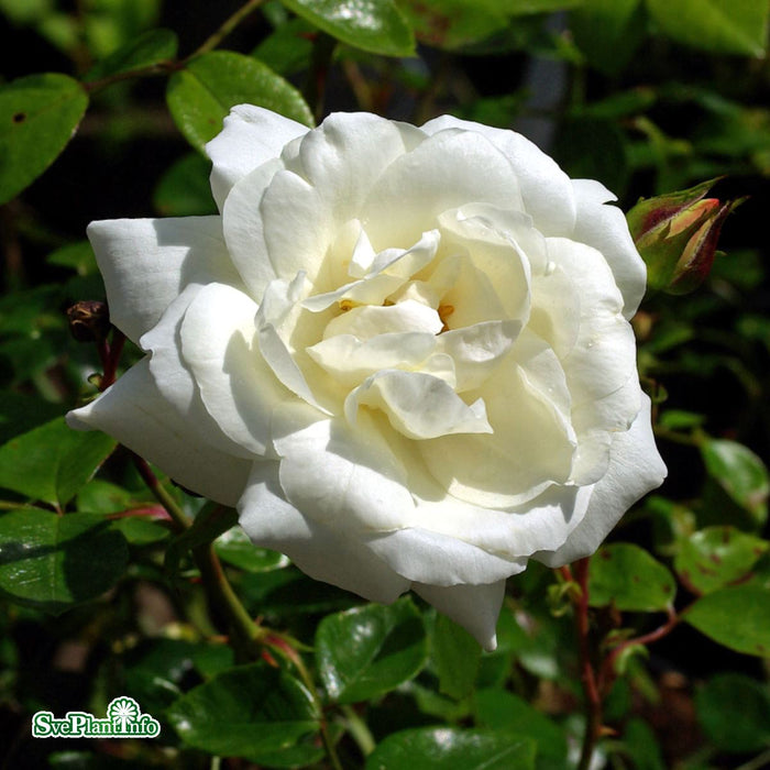 Rosa 'White New Dawn' A kval C4