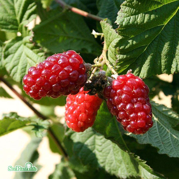 Rubus (Björnbärshallon) 'Tayberry' A-kval C2