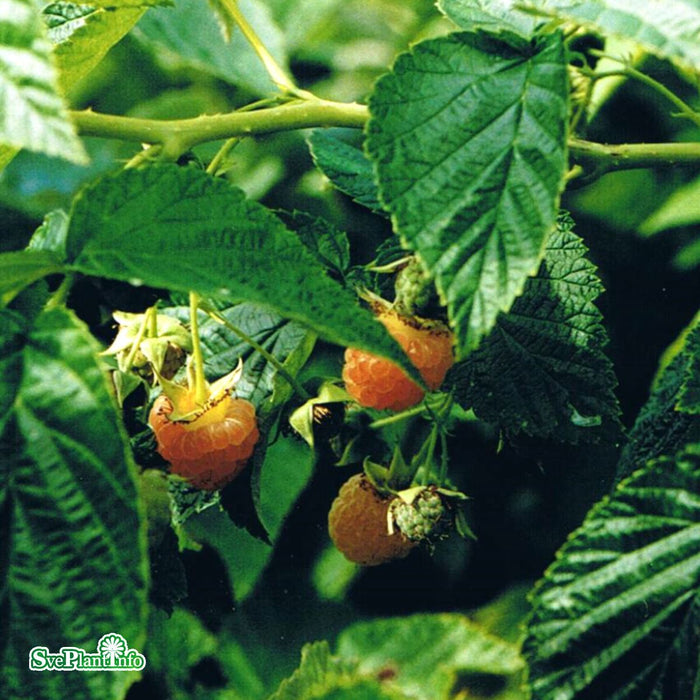 Rubus (Hallon) 'Golden Queen' E A-kval C2