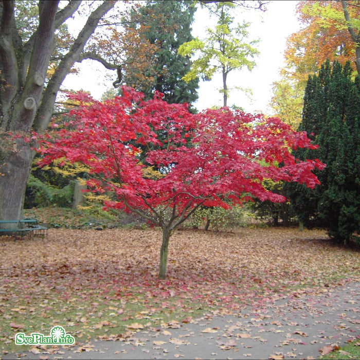 Acer palmatum 'Osakazuki' C10 60-80cm