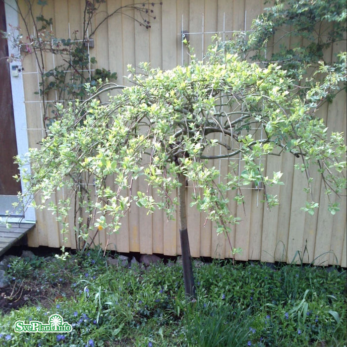 Salix purpurea 'Pendula' Stam 125cm C5