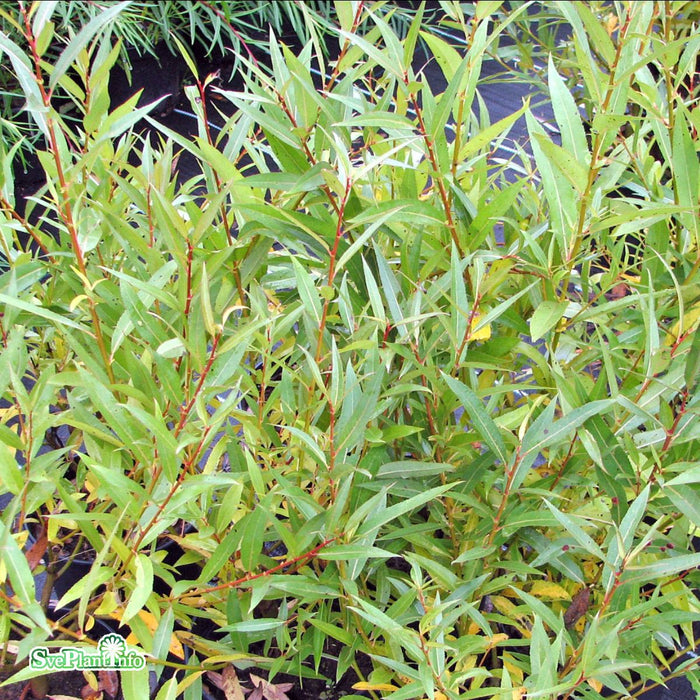 Salix fragilis 'Bullata' Ungträd 150-200cm Co