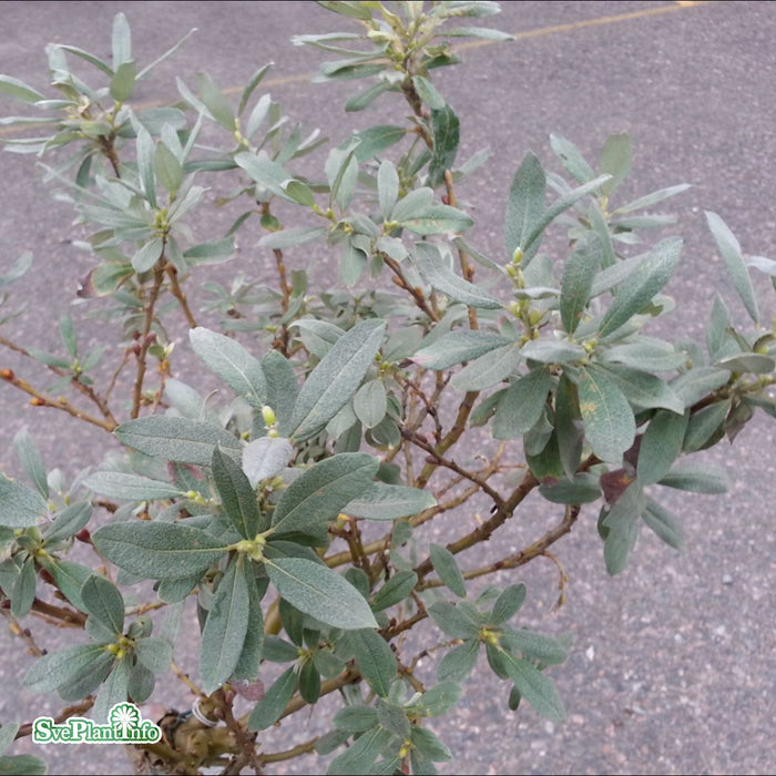 Salix helvetica Stam C7,5 60cm