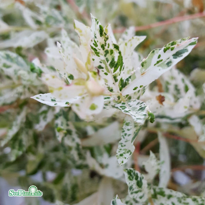 Salix integra 'Hakuro Nishiki' Stam C5 80cm