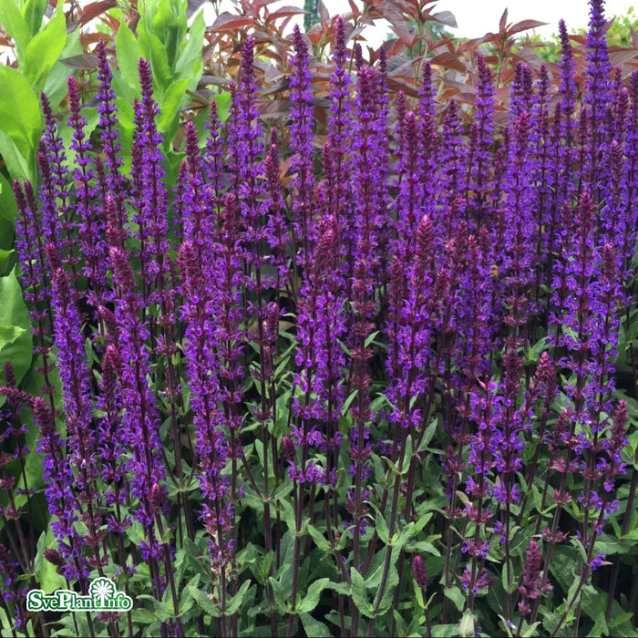 Salvia nemorosa 'Caradonna' A-kval C3
