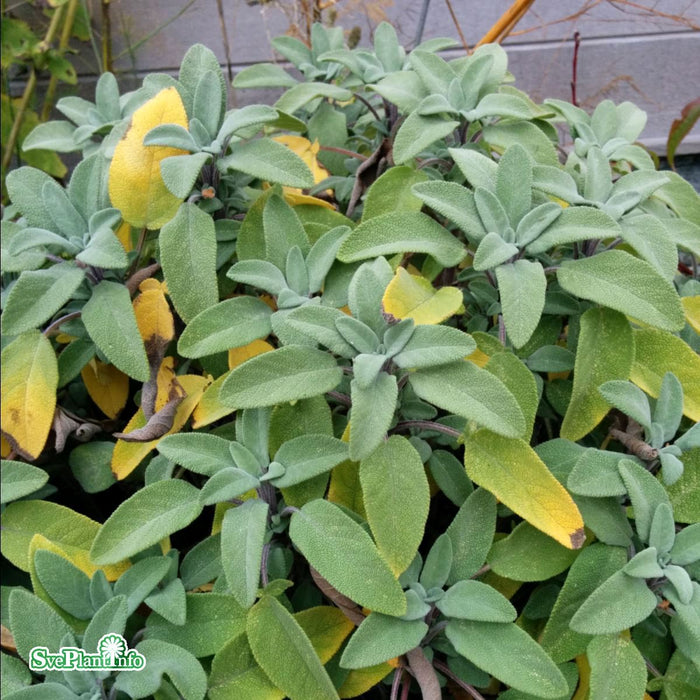 Salvia officinalis A-kval