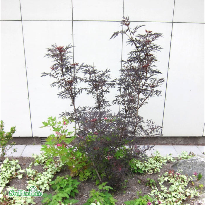 Sambucus nigra 'Black Lace' Solitär C12 80-100cm