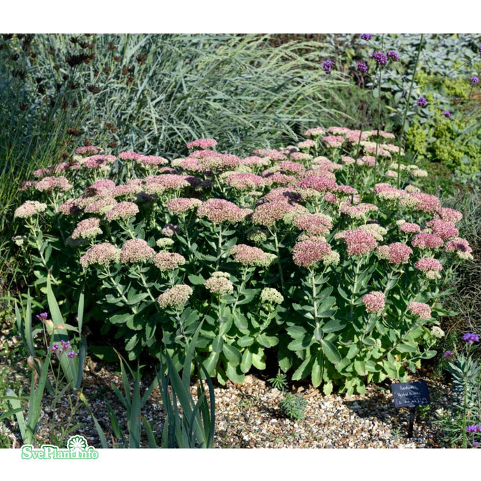 Hylotelephium 'Herbstfreude' A-kval