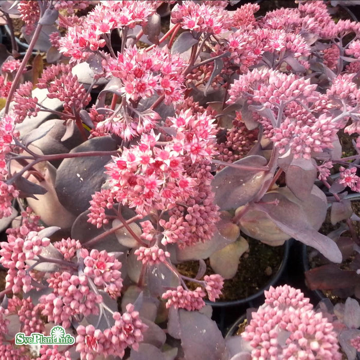 Hylotelephium 'José Aubergine' A-kval