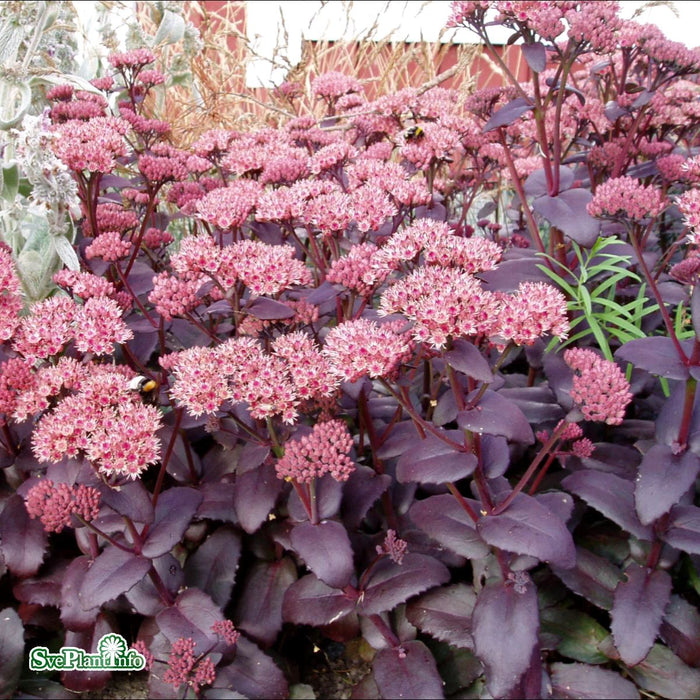 Hylotelephium 'Purple Emperor' A-kval