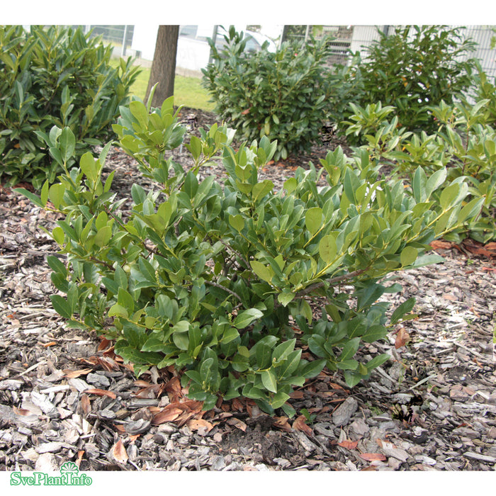 Prunus laurocerasus 'Mano' 30-40 Co