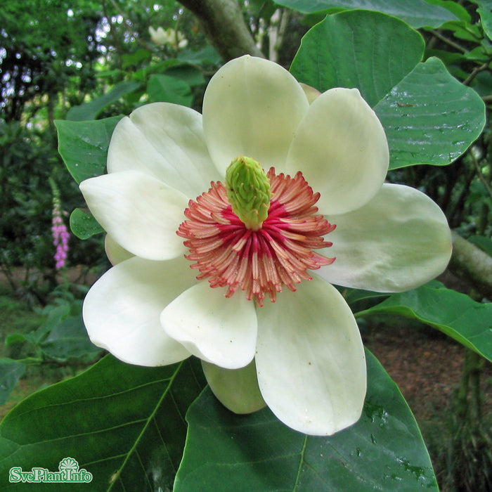 Magnolia sieboldii Solitär C10  80cm