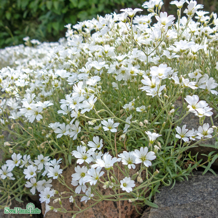 Cerastium tomentosum A-kval