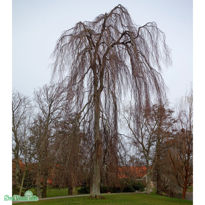 Fagus sylvatica 'Pendula' Ungträd 125-150cm Co