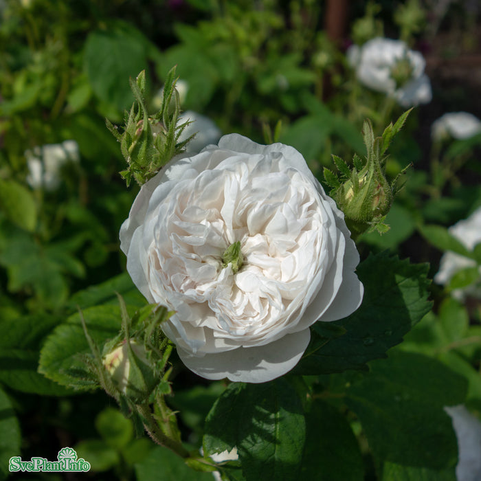 Rosa 'Mme. Hardy' A kval C4