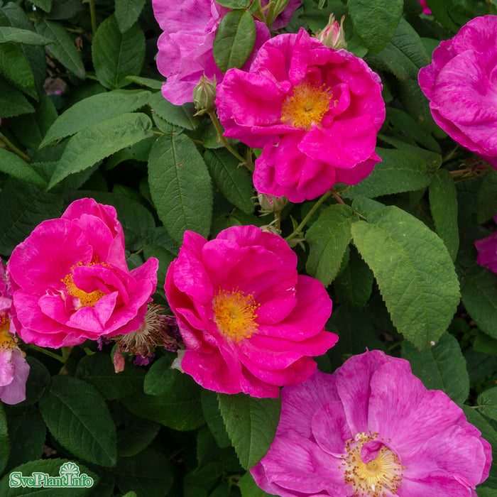 Rosa 'Officinalis' A kval C4