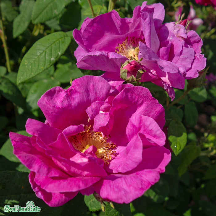 Rosa 'Officinalis' A kval C4