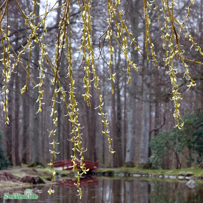 Salix x sepulcralis 'Chrysocoma' Ungträd 150-200cm Co