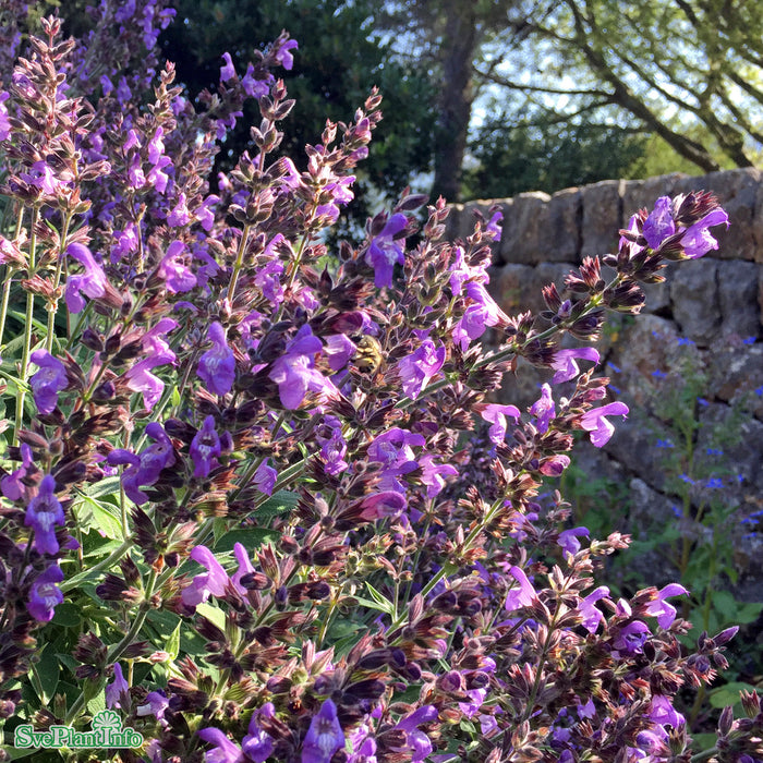 Salvia officinalis A-kval