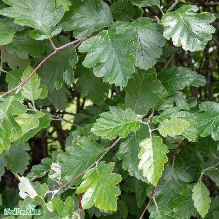 Sorbus intermedia Högstam Kl So 10-12