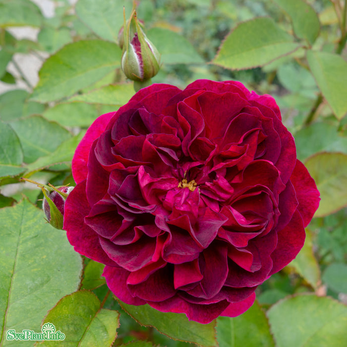 Rosa 'Darcey Bussell' A-kval C6