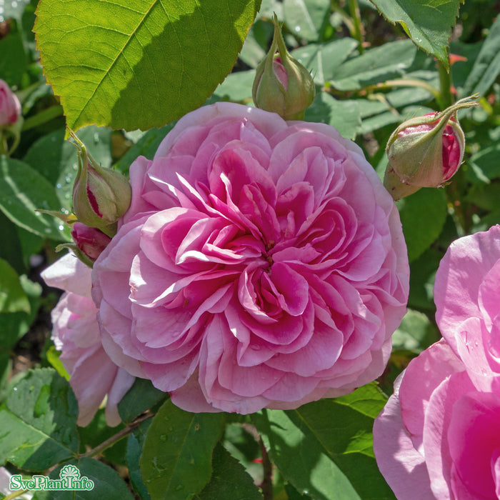 Rosa 'Gertrude Jekyll' A kval C6