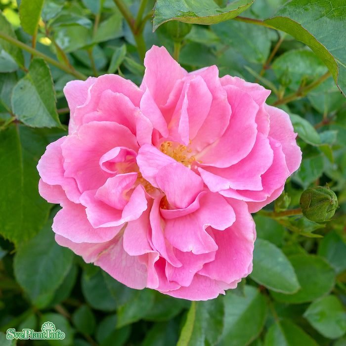 Rosa 'Sommerwind' A kval C4