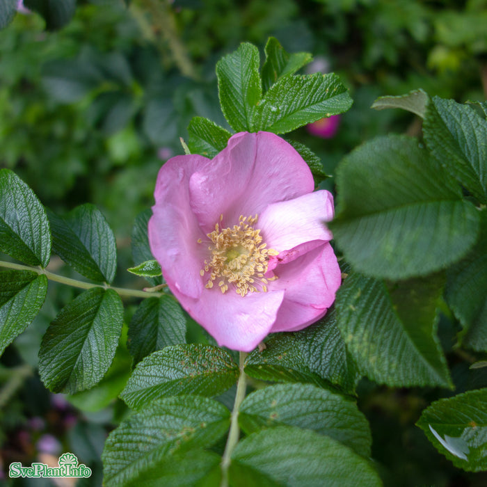 Rosa 'Fru Dagmar Hastrup' Rotäkta Busk C3,5