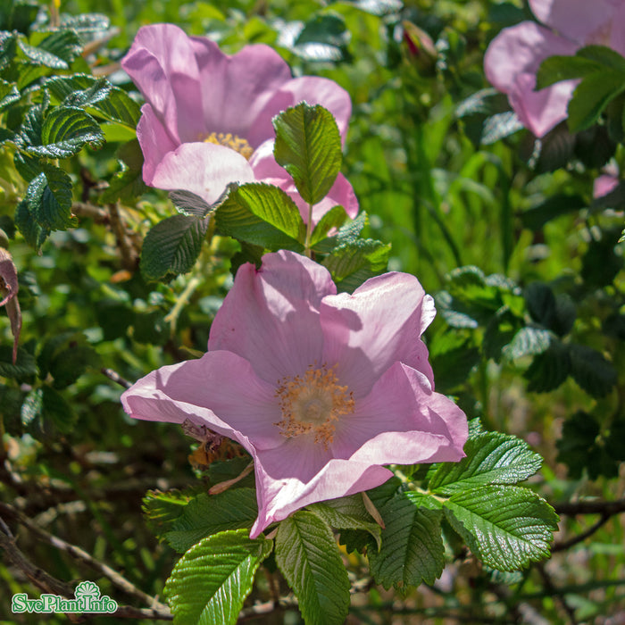 Rosa 'Fru Dagmar Hastrup' Rotäkta Busk C3,5