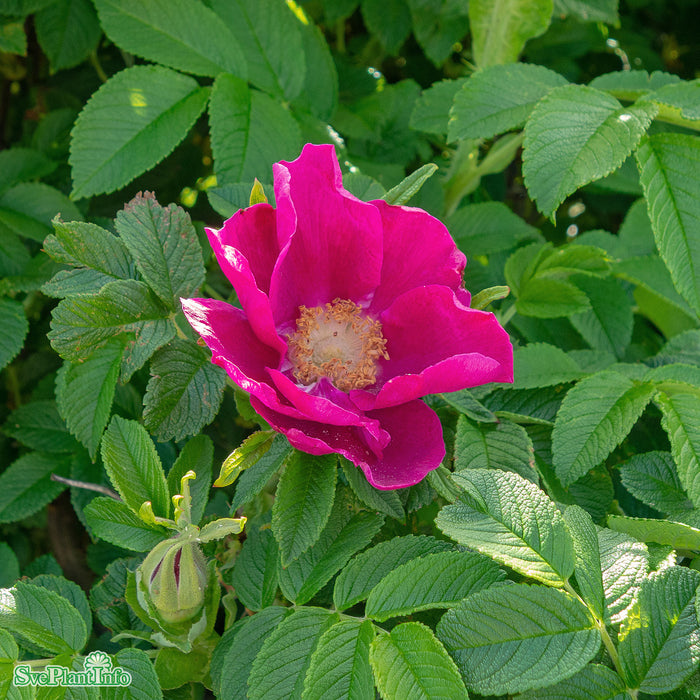Rosa rugosa Busk C3,5