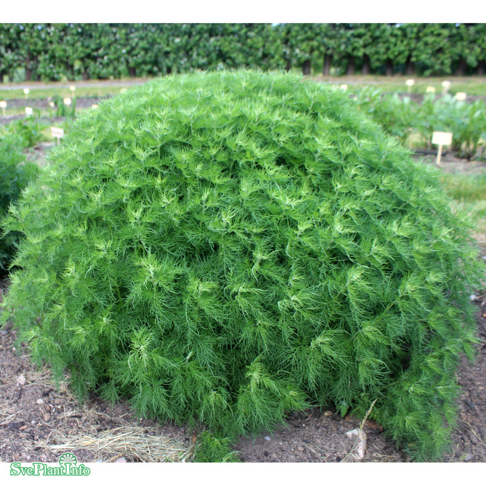 Artemisia abrotanum 'Predikoväcka' Grönt Kulturarv A-kval