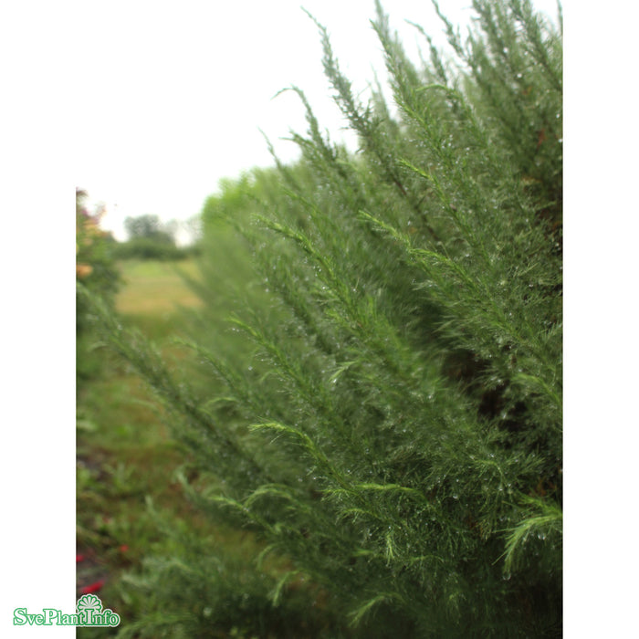 Artemisia abrotanum 'Predikoväcka' Grönt Kulturarv A-kval
