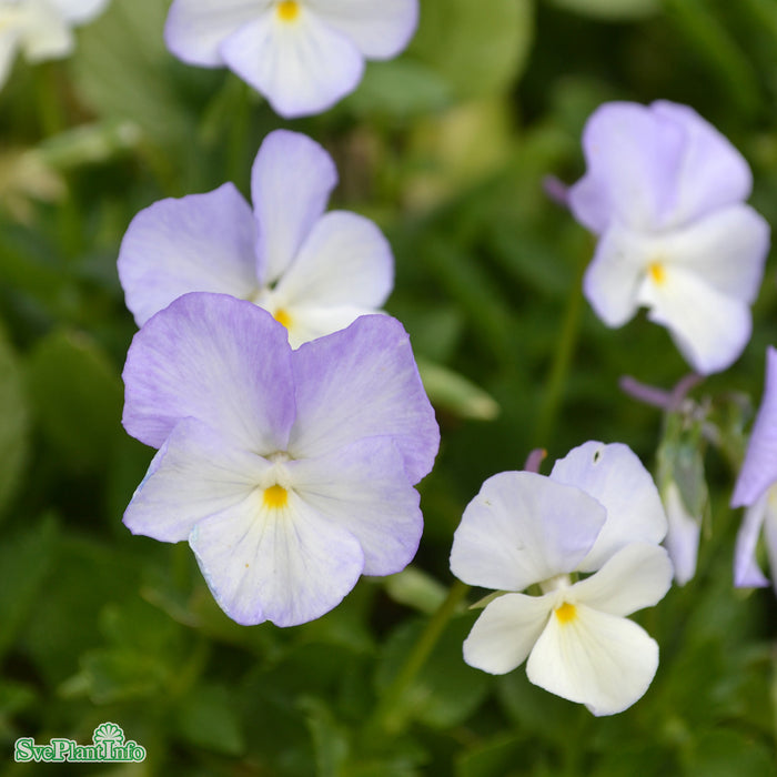 Viola williamsii 'Ullas Favorit' Grönt kulturarv A-kval