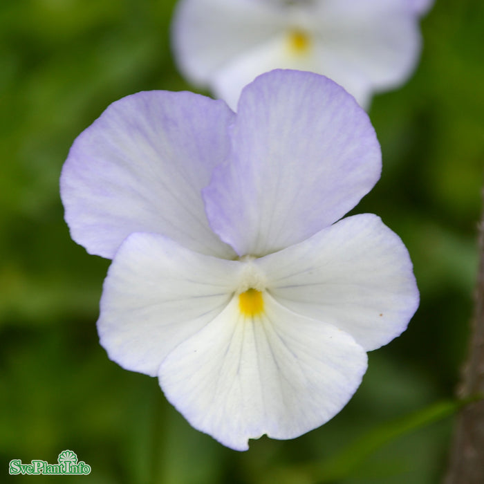 Viola williamsii 'Ullas Favorit' Grönt kulturarv A-kval