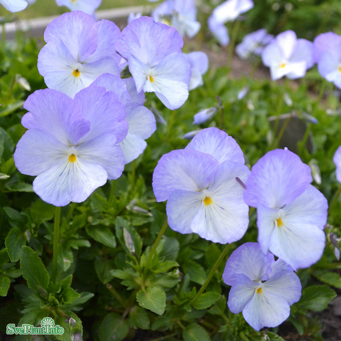 Viola williamsii 'Ullas Favorit' Grönt kulturarv A-kval