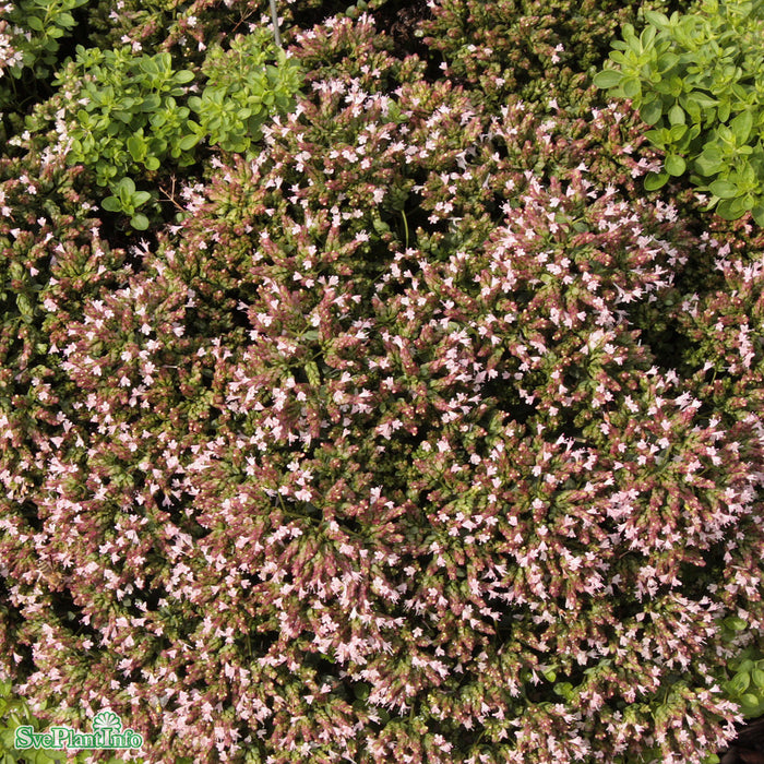Origanum vulgare 'Compactum' A-kval