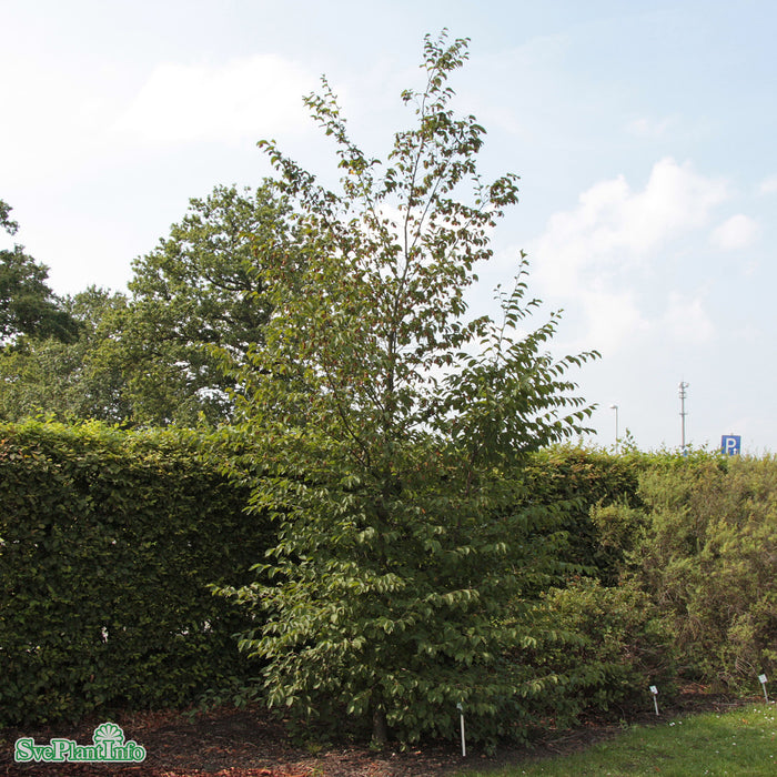 Ostrya carpinifolia Ungträd C20 175-200cm