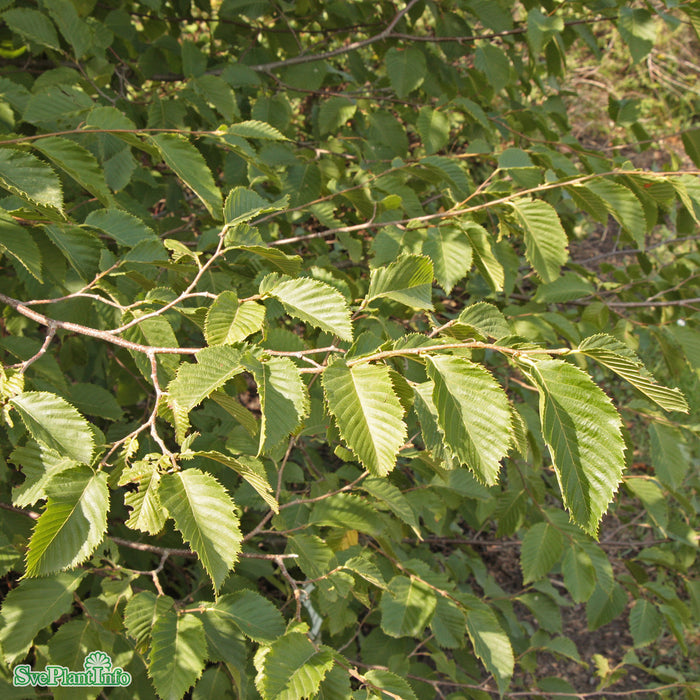 Ostrya carpinifolia Högstam C35 So 10-12cm